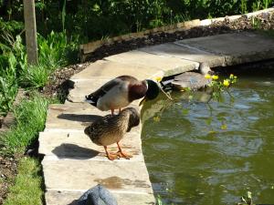 Mallards by pond